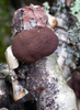 Daldinia concentrica